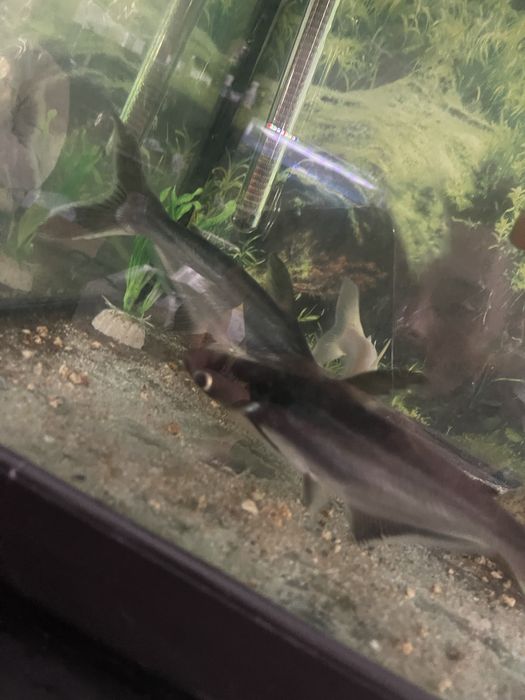 4 pangasius 2 albino 2 azuis