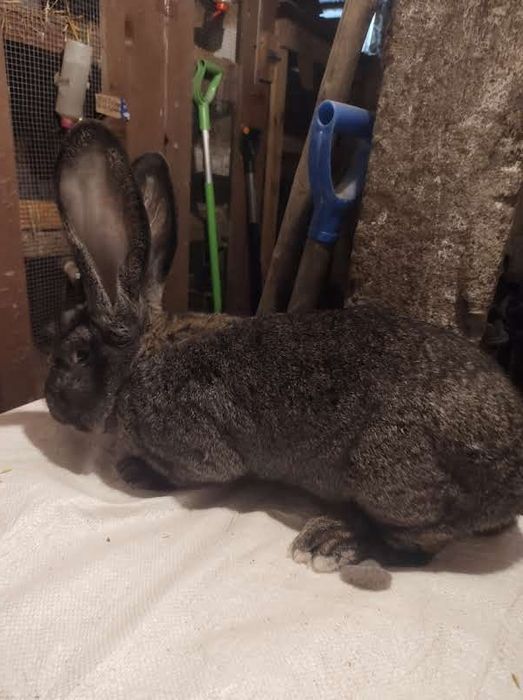 Olbrzym belgijski ZELAZISTY