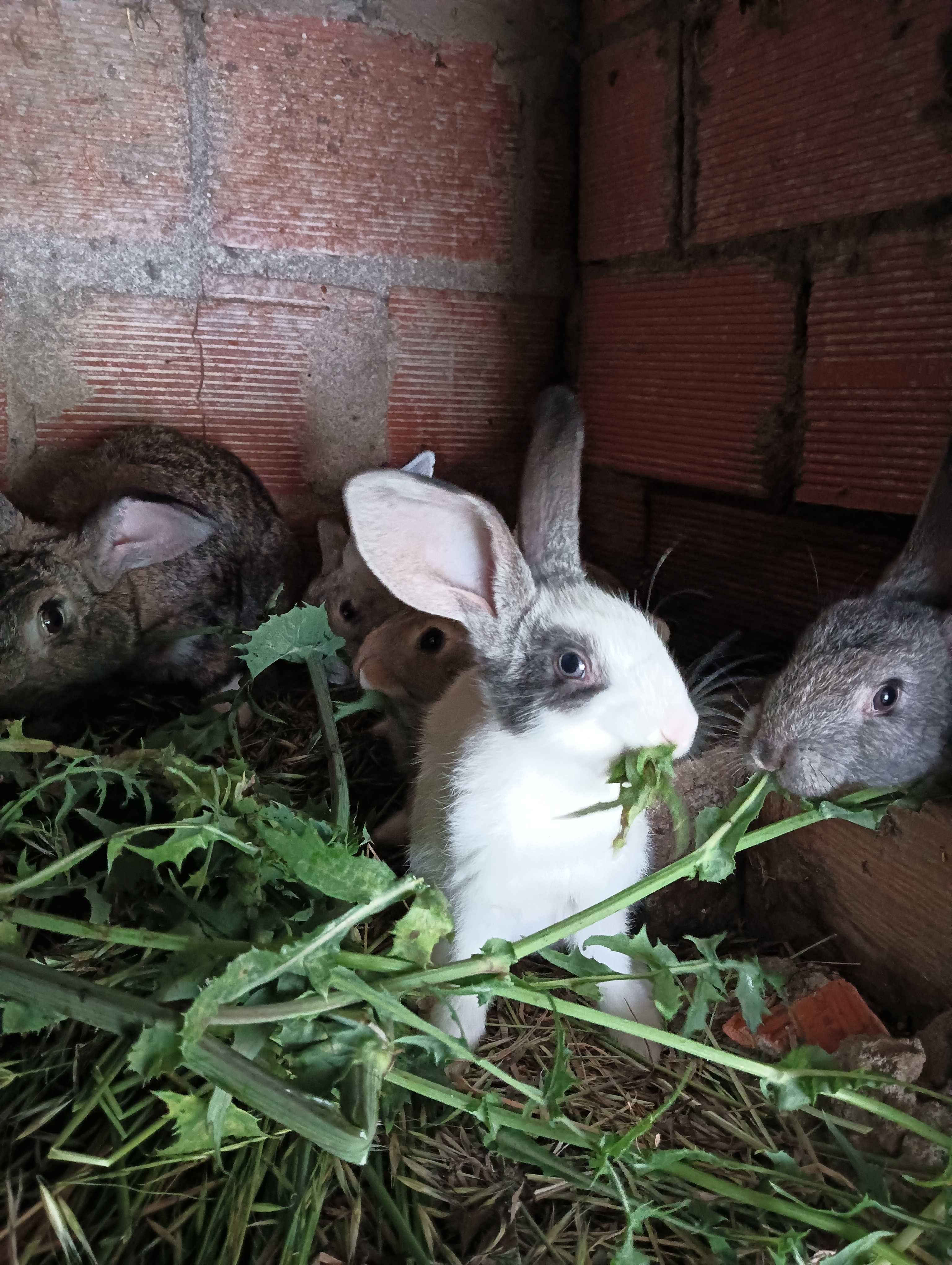coelhos caseiros e saudáveis
