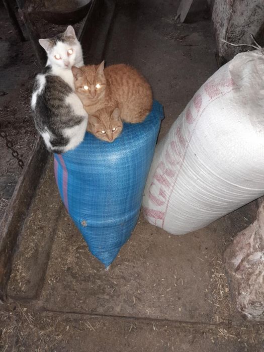 Oddam koty/kotki za darmo