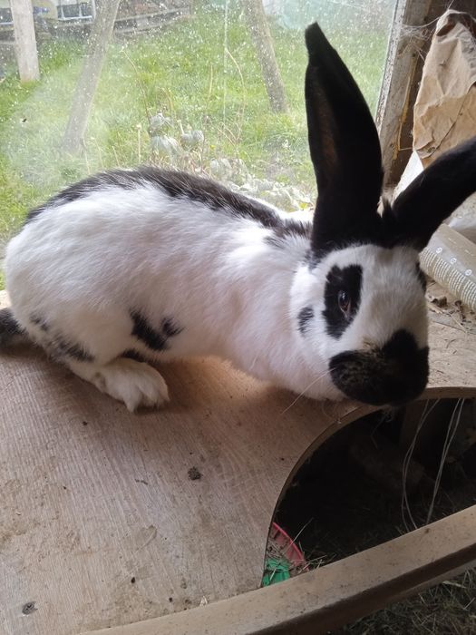 Srokacz niemiecki czarny