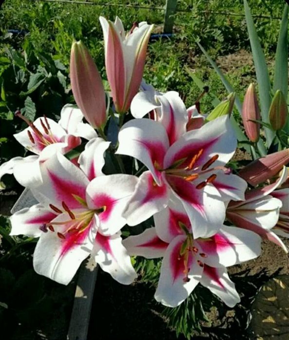 Лілія високі/низькі