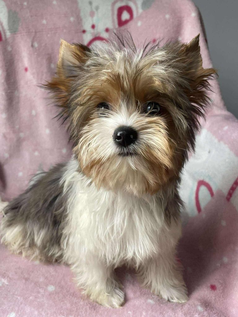 Blueberry yorkshire terrier suczka biewer  niebieskie oko