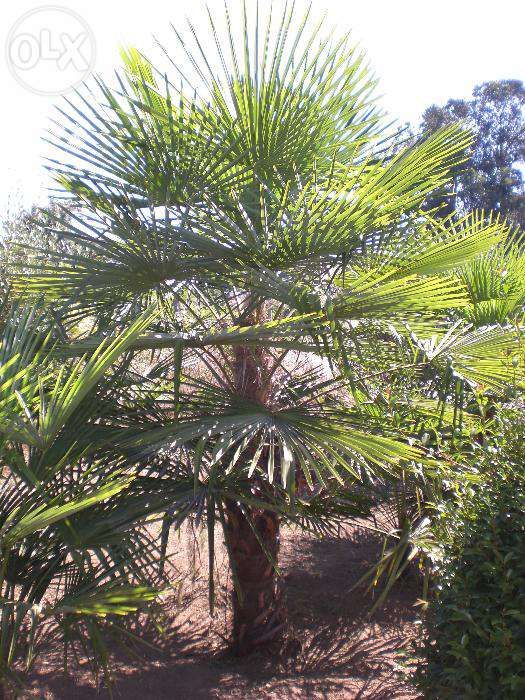 Vendo Palmeira Washingtonia Grande