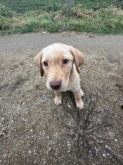 W poszukiwaniach kochającego domu – Anela czeka na Ciebie!