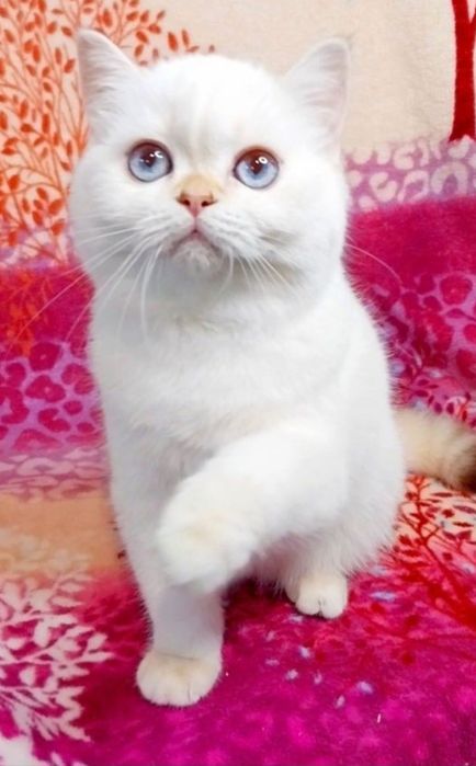 Чарівна дівчинка з очима кольору моря