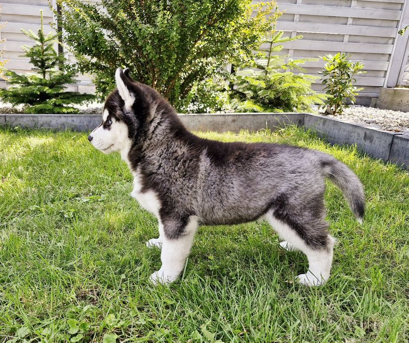 Niebieskooki szczeniak Siberian Husky międzynarodowy rodowod FCI ZKwP