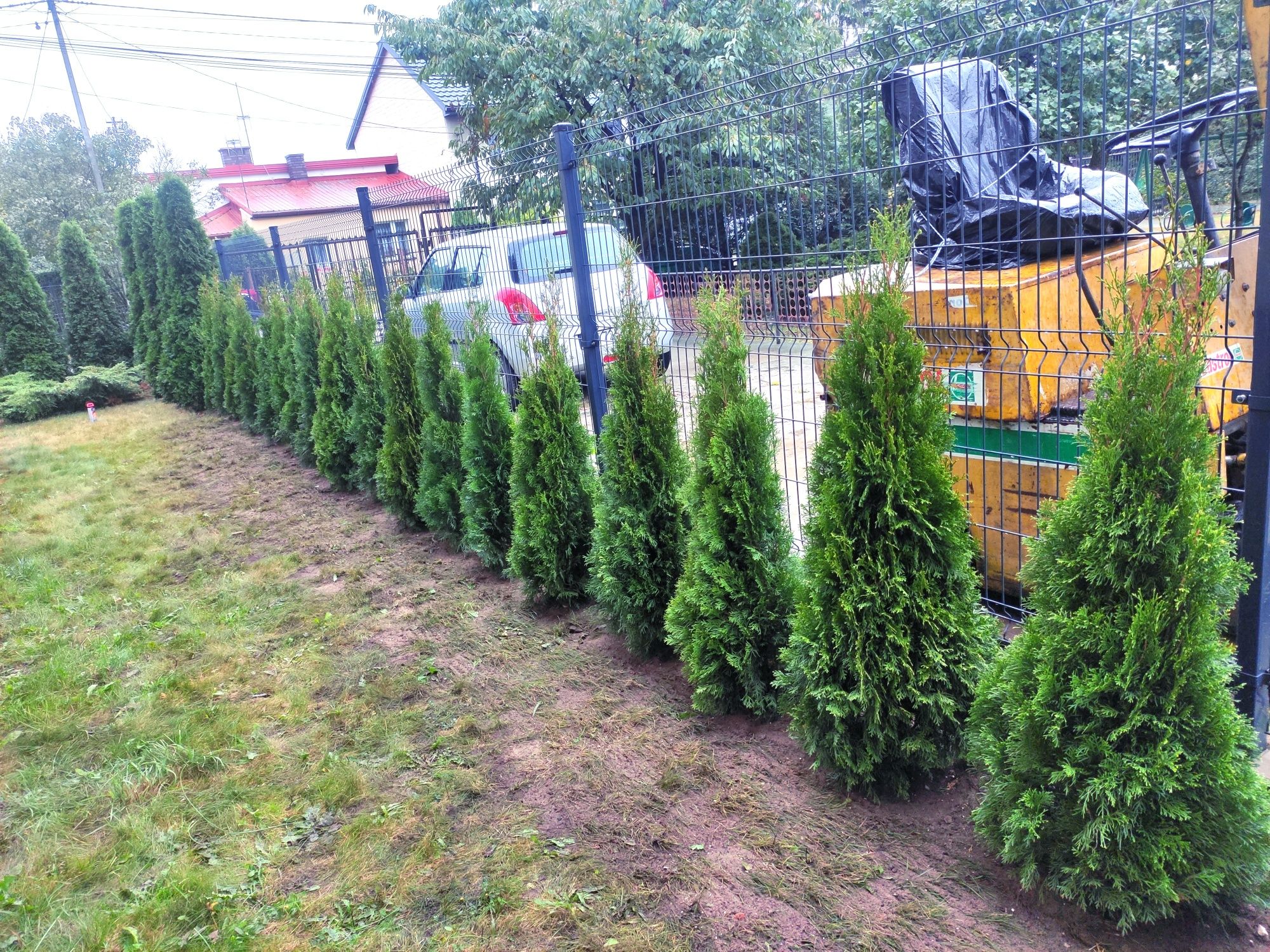 Thuja Smaragd Tuja Szmaragd super jakość 100-200 cm SADZENIE TRANSPORT