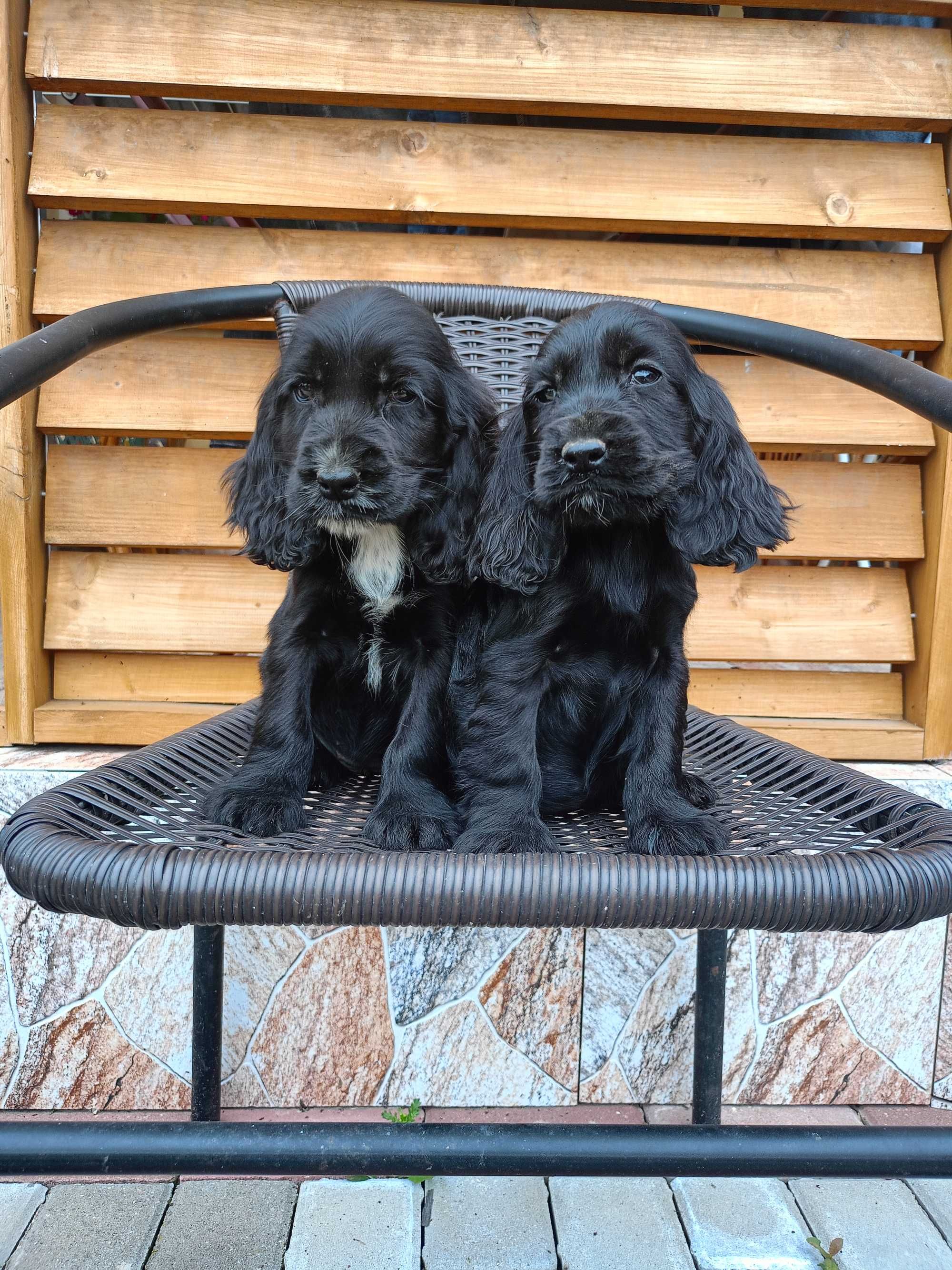 Suczka Cocker spaniel
