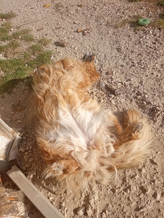 Adoptuj kochaną sunię Krysię.