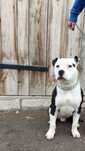 Pies Amstaff American