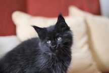 Gatinho maine coon - LOP