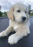 *Rezerwacja* Piesek Golden Retriever