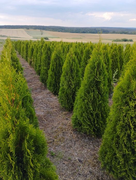 Tuja Szmaragd 160cm. Producent. Grube Loko Lubin. Thuja Smaragd