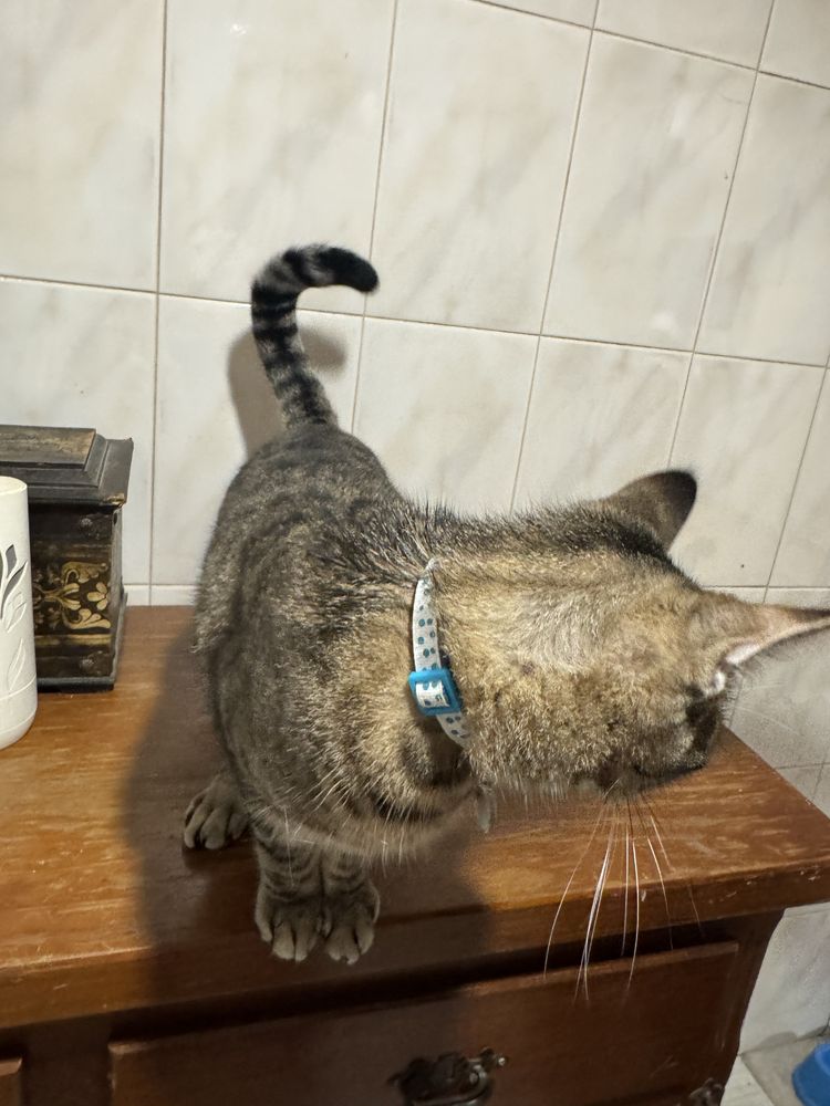 dou gatos