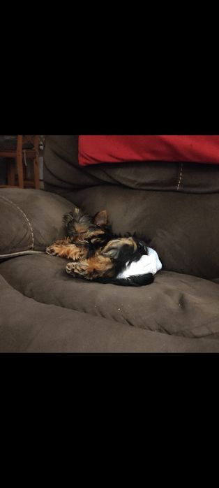 Domowa opieka nad psami – Kraków i okolice