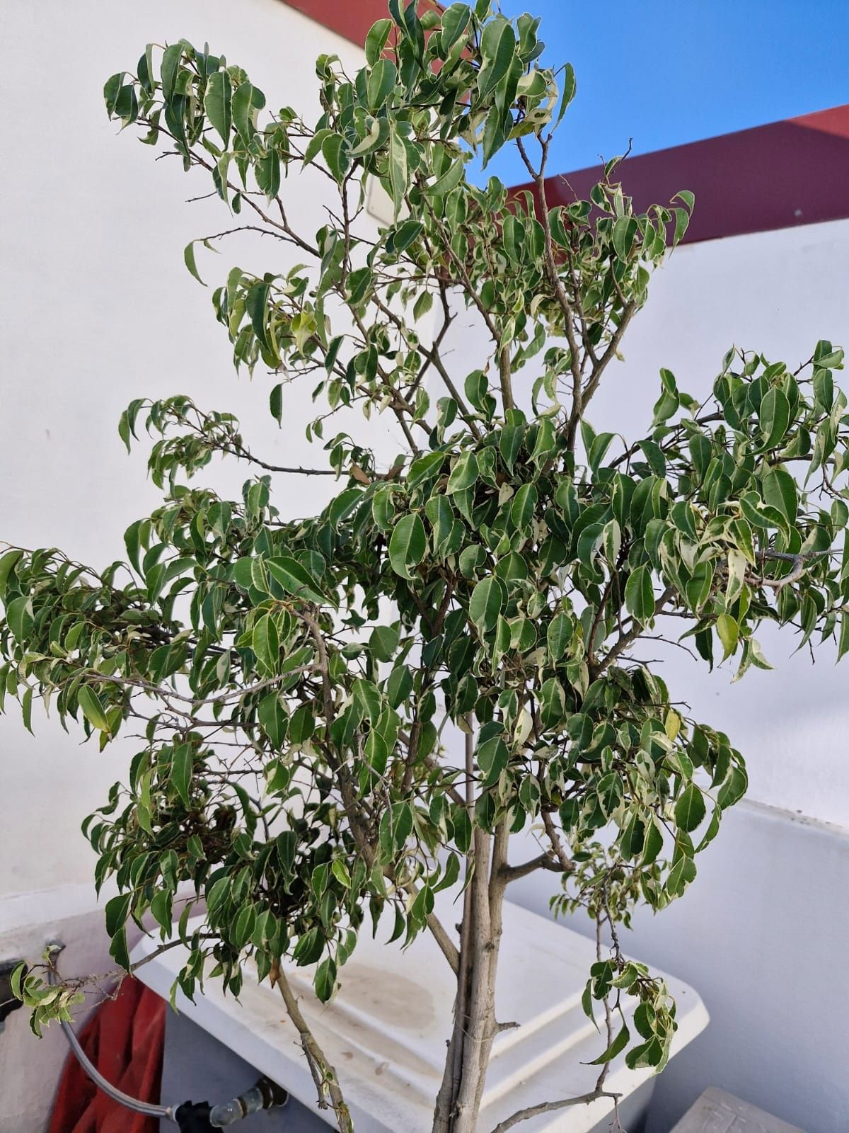Planta com 2 metros com vaso
