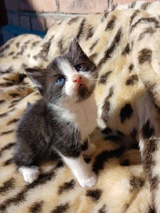 Віддам кошенят в добрі руки