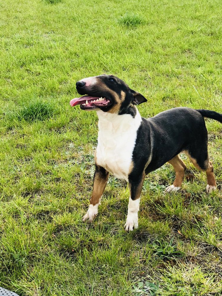 Bullterrier bulterier tricolor suka bulterrier.   PILNE