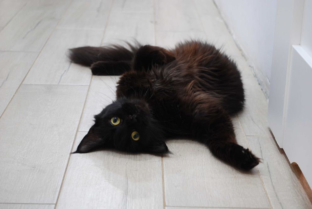 Piękny czarny maine coon Enzo felis polonia