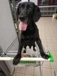 Kochany Pies 9 lat, szuka PILNIE domu, adopcja
