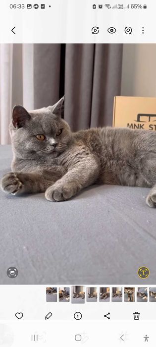 Голубой шотландский мальчик