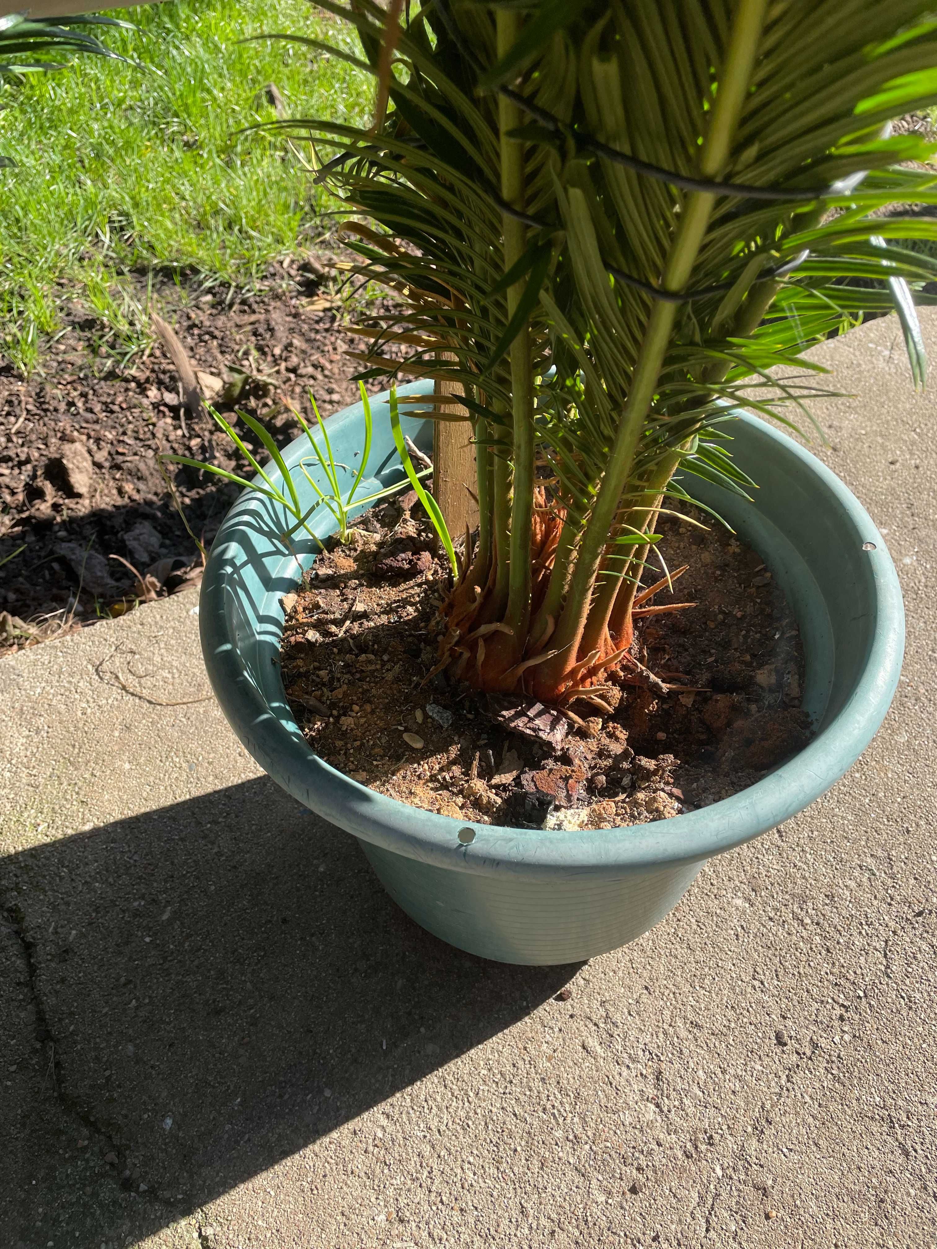 Palmeiras Cica de jardim - Cycas revoluta