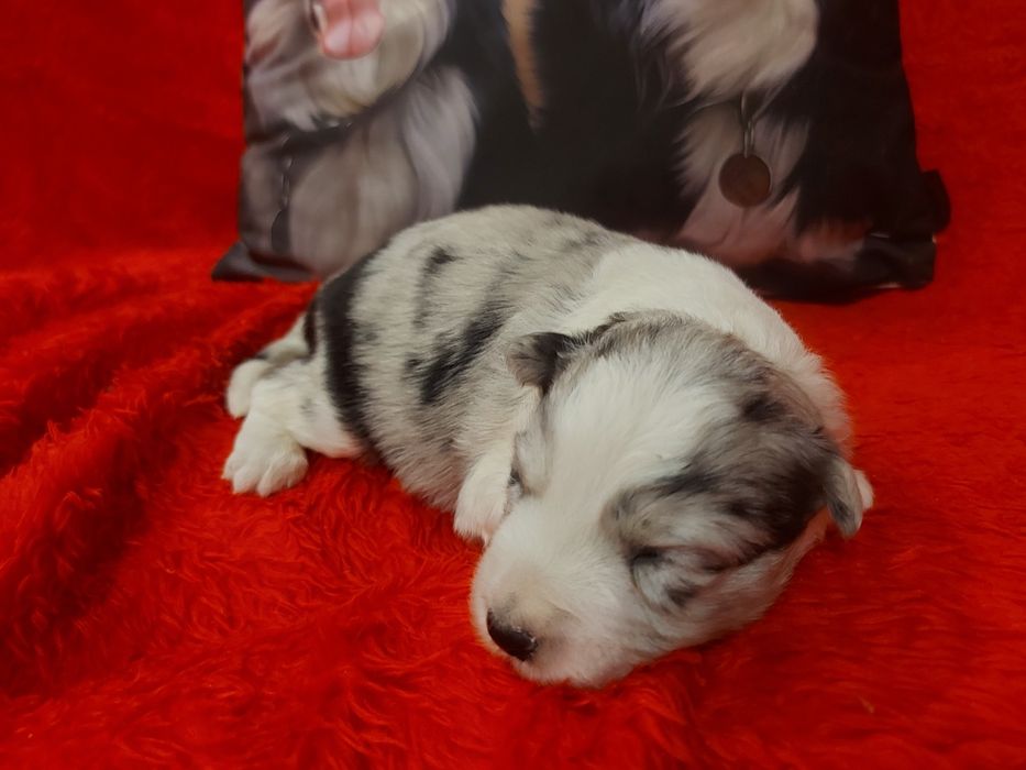 Border Collie wyjątkowo piękna suczka  merle z rodowodem