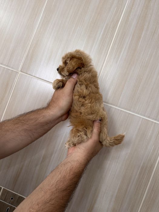 Хлопчики та дівчатка мальтіпу maltipoo