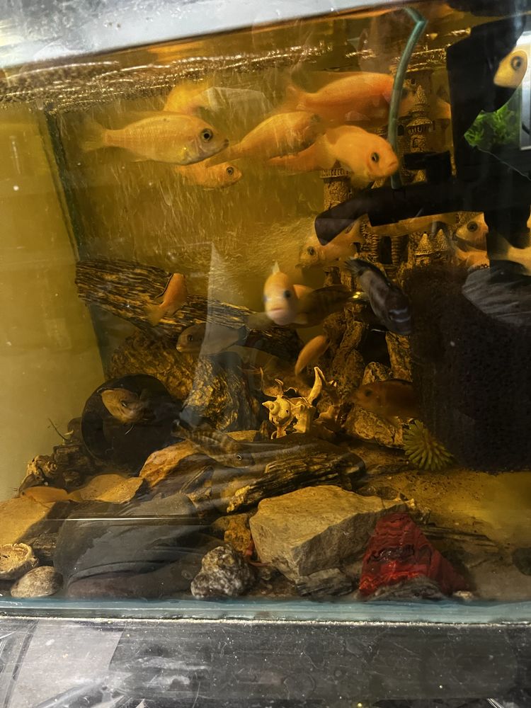 Pyszczaki aulanacara firefish