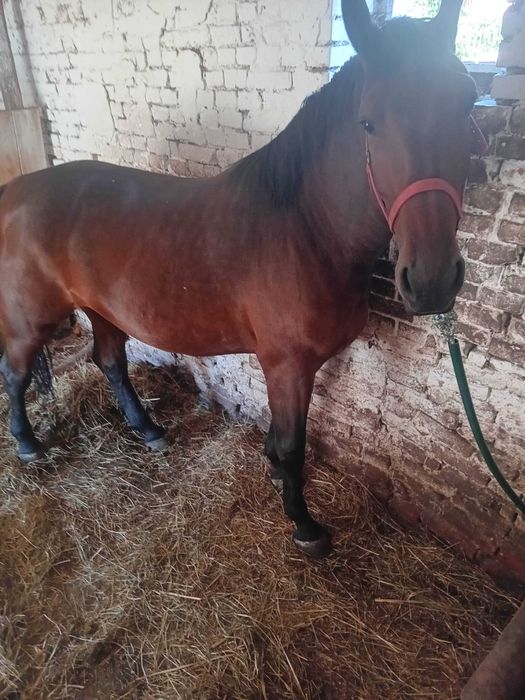 Sprzedam Klacz  Śląska -4letnia