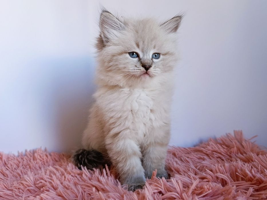 Шикарний клубний невський маскарадний хлопчик Byron