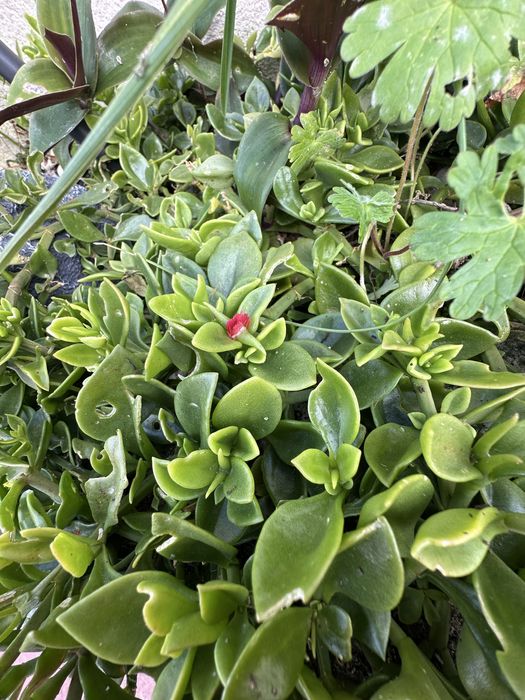 Mesembryanthemum cordifolium ou rosinha do sol