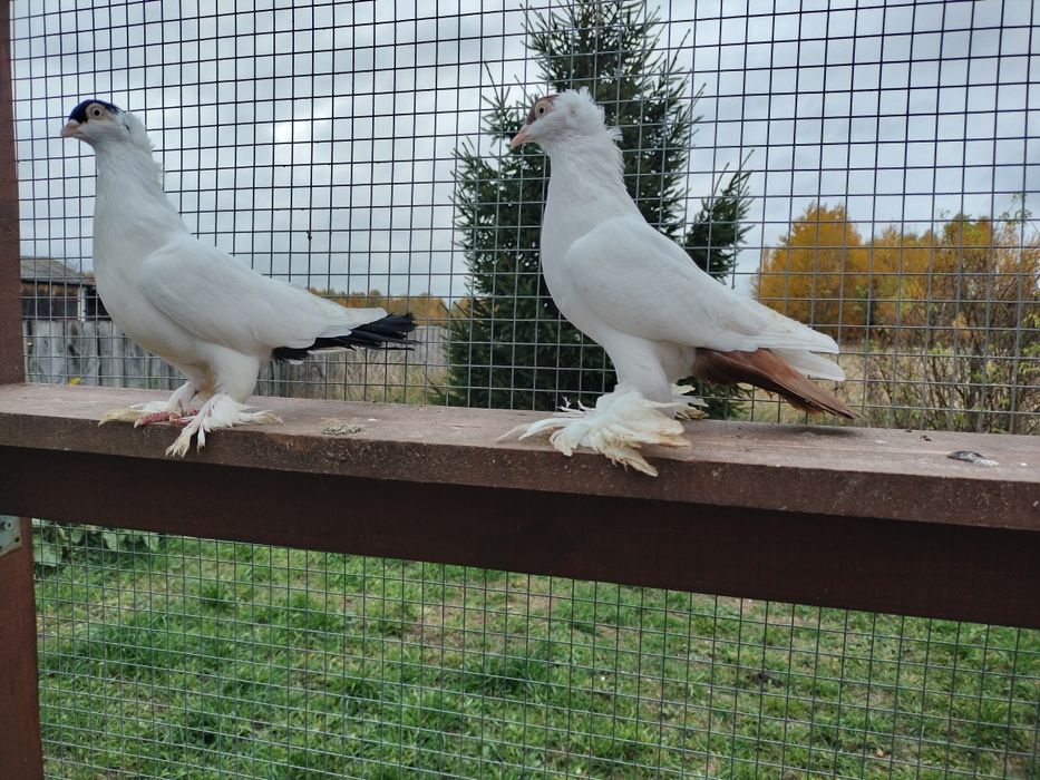 Gołębie ozdobne krymka polska