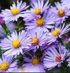 Aster Marcinek krzewiasty