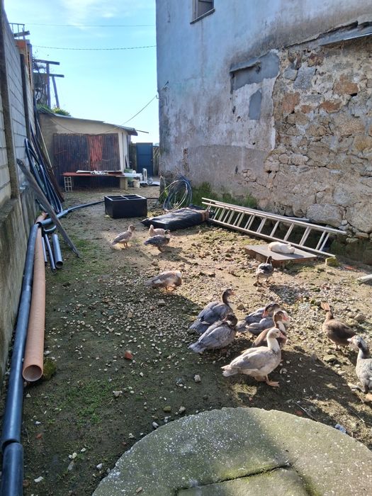 Casais de patos para