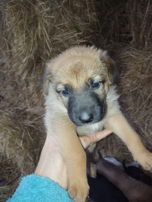 Щенки немецкой овчарки