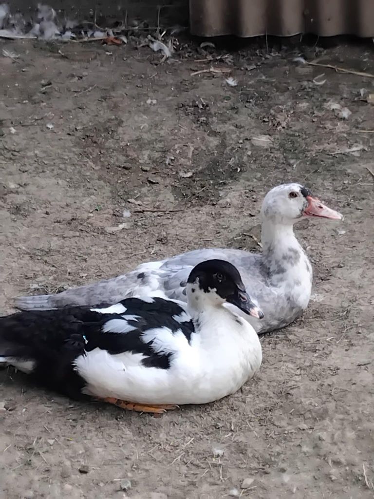 Gęsi, kaczki koguty