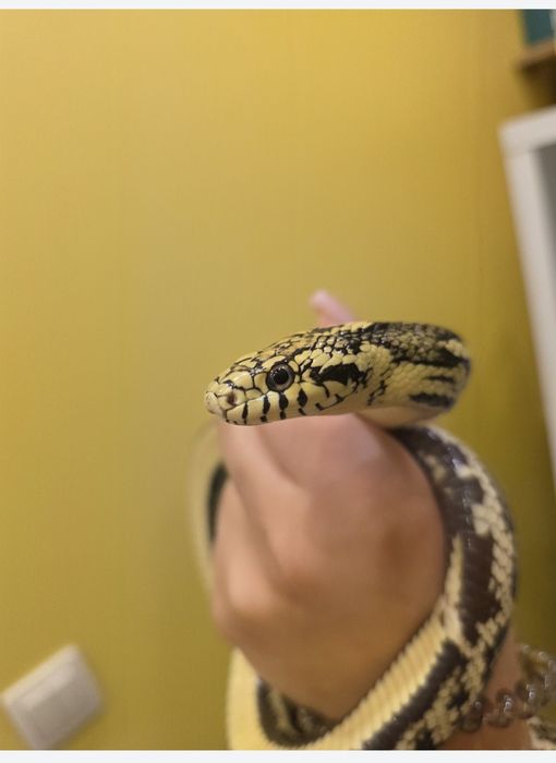 Waz zbożowy hybryda samiec