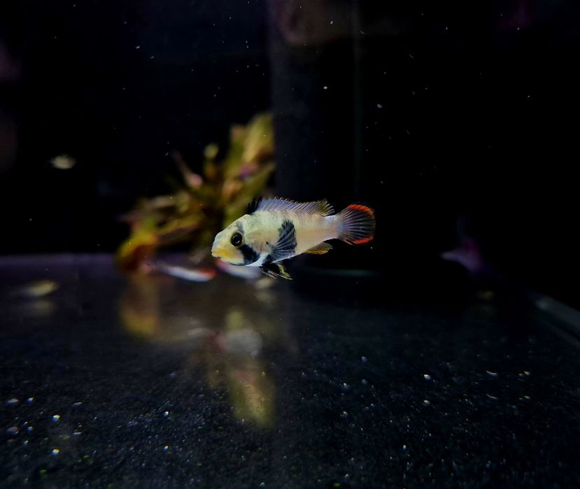 Apistogramma pandurini (pielęgniczka)
