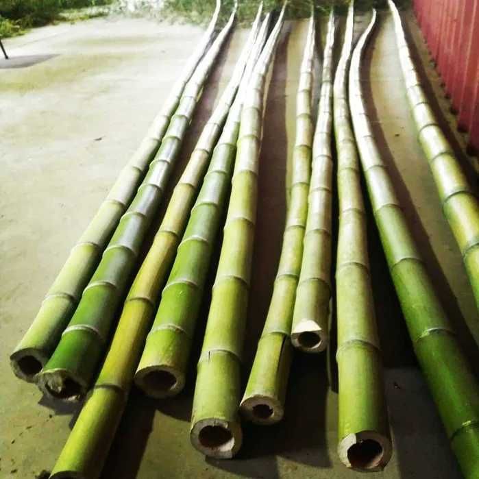 Canas Bambu vários tamanhos e diâmetros