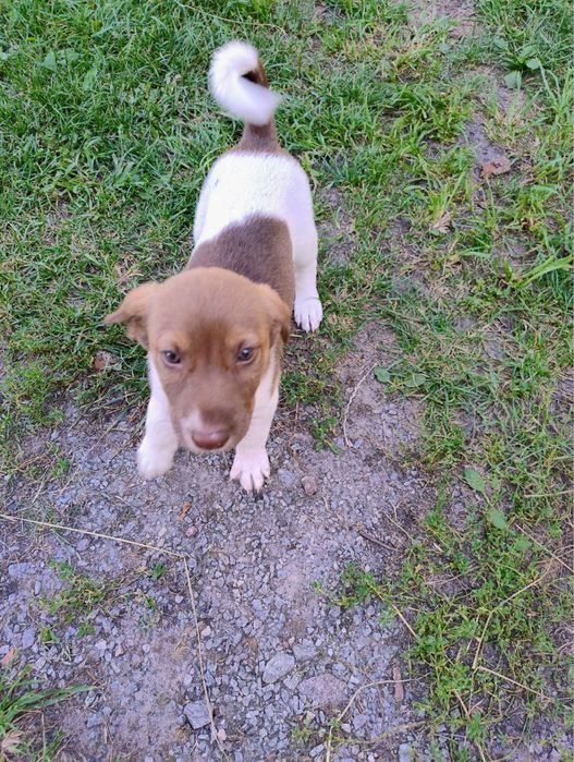 Відам в добрі рукі собачкі