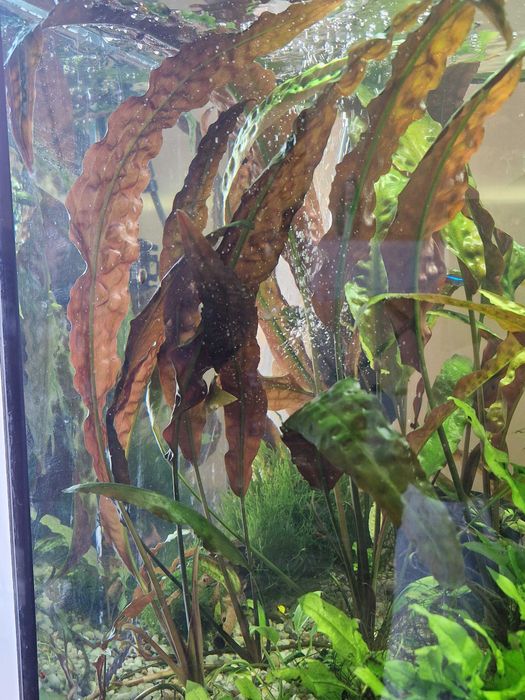 Rośliny, roślinki do akwarium, Kryptokoryna - Cryptocoryna Usteriana