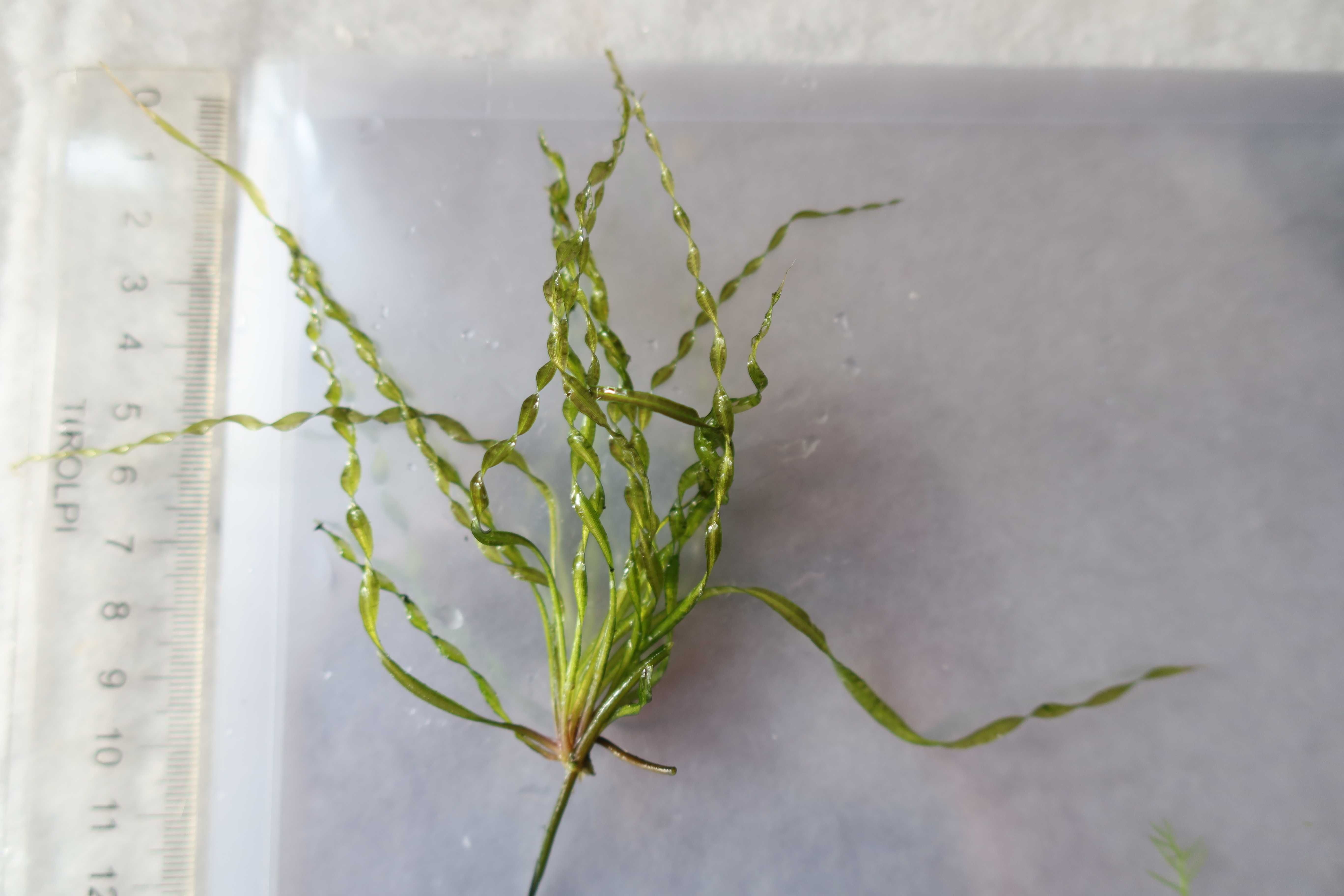 Helanthium 'Vesuvius' sadzonka