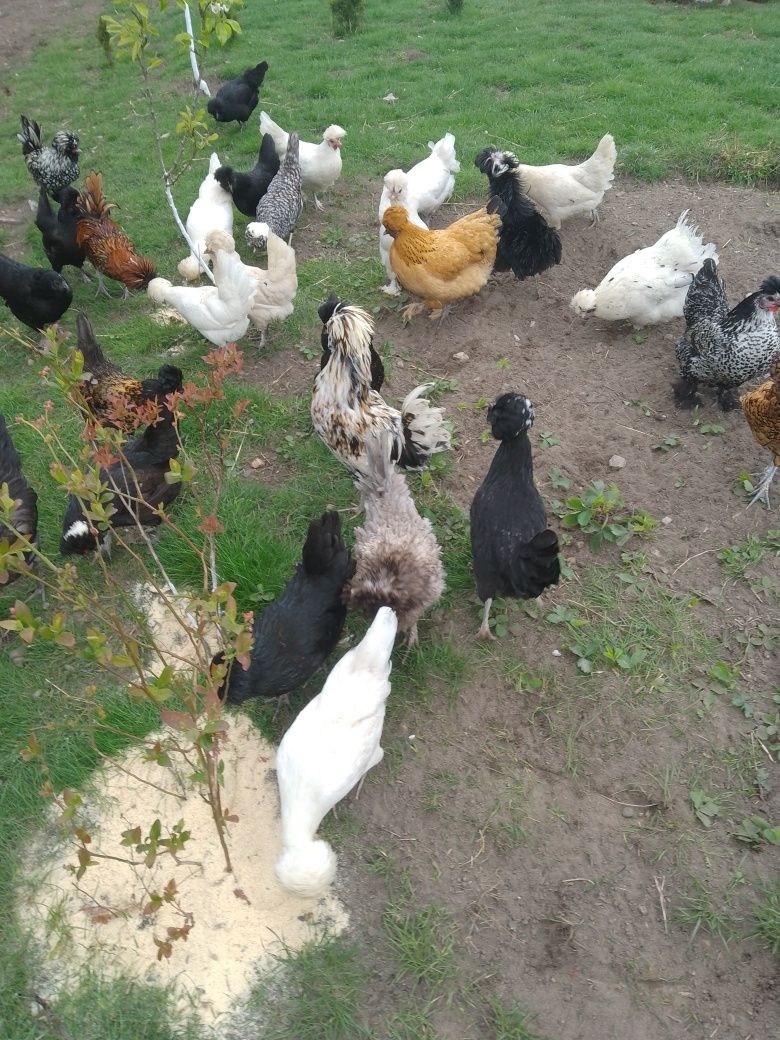 Silki siłka sebrytka czubatka Brahma kochin sułtan chabo srebrytka jaj