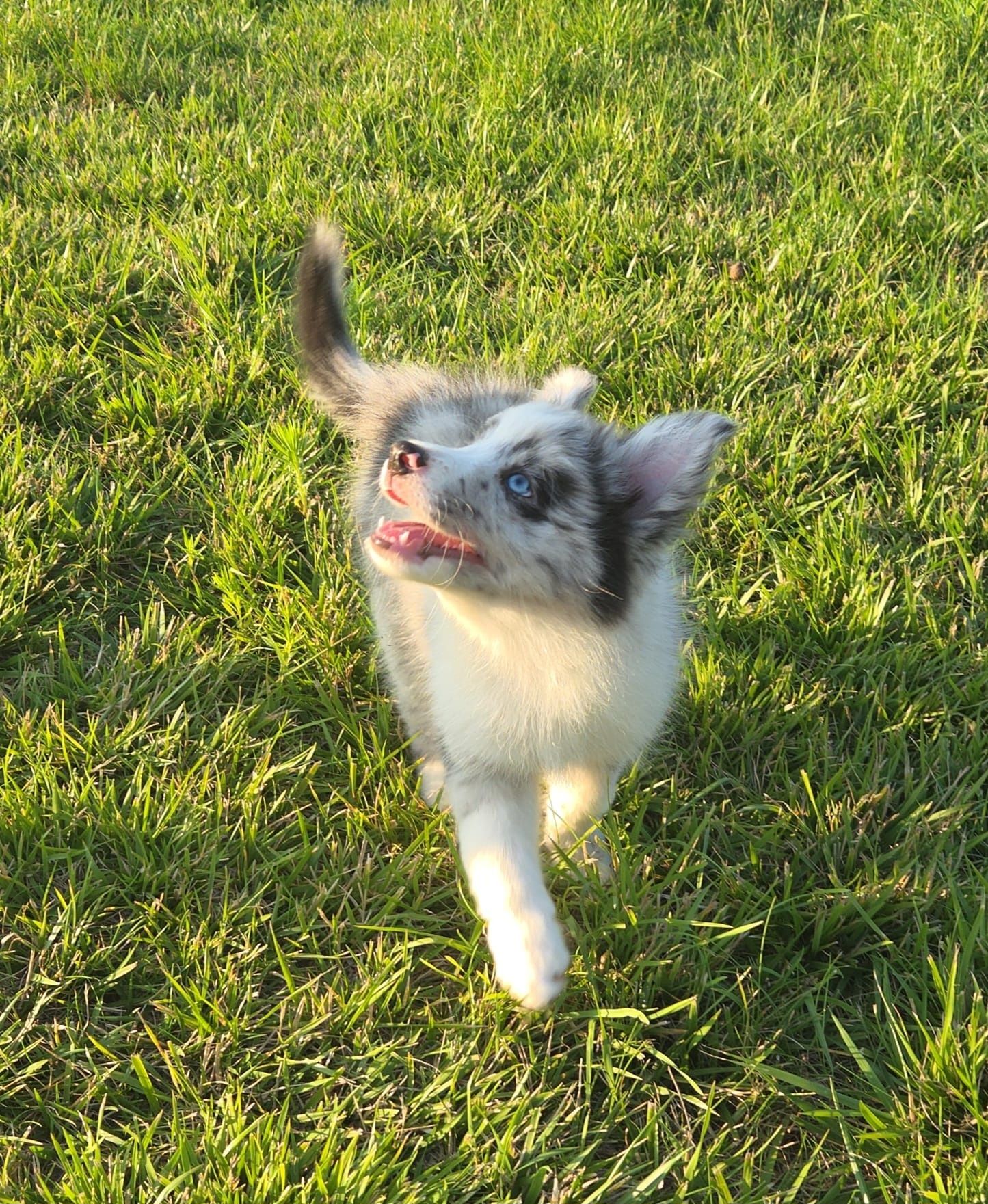 Border collie niebieskooki piesek po Championach ZKwP/FCI