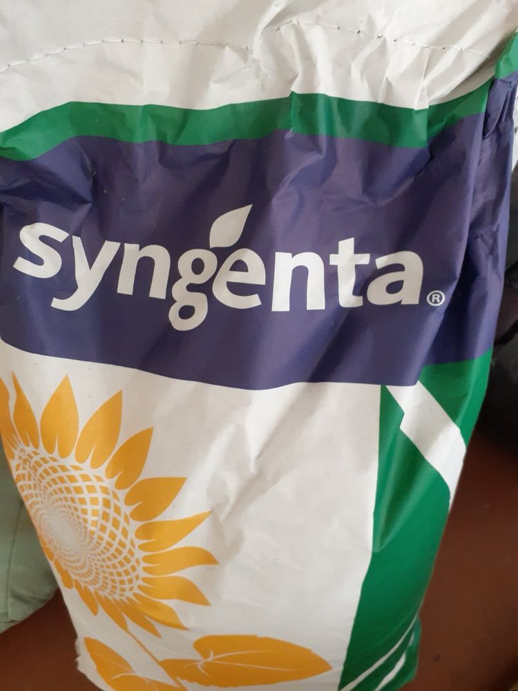 Насіння соняшника (syngenta suzuka)