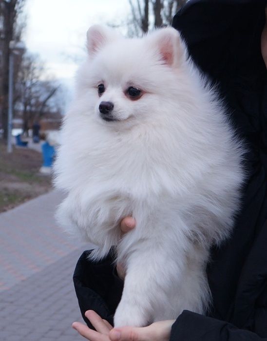 Мініатюрний німецький шпіц із солодким характером