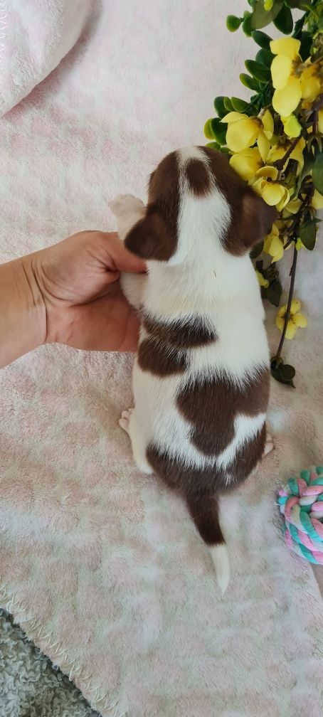 Excecional Chihuahua/Chiuaua LinhagemRussa. Qualidad