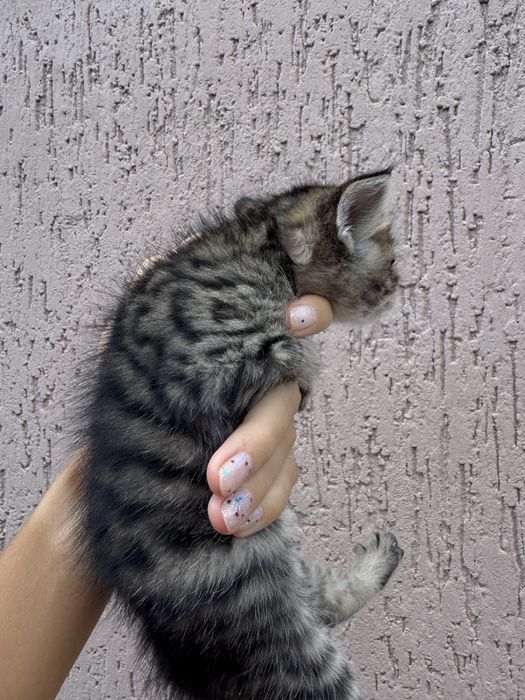 Котята від мами британськоі короткошерстноі